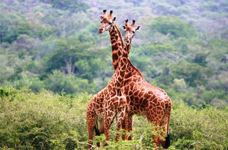 giraffes at akagera - Rwanda