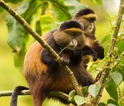 track golden monkeys rwanda