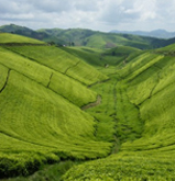 rwanda tea farm