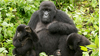 gorilla with babies