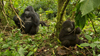 mountain gorillas of rwanda