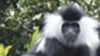 Rwanda Primates