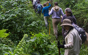 Rwanda Gorilla Safari