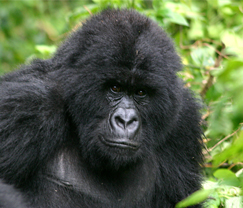 rwanda gorillas