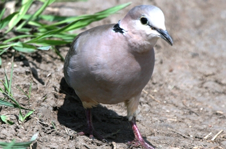 bird watching in akagera