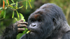 rwanda gorilla