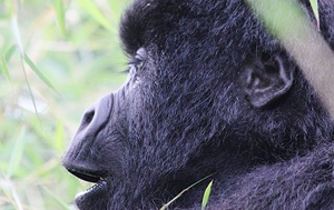 Rwanda Gorilla Safari