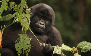 Rwanda Gorilla Safari