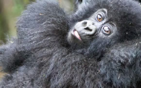 Rwanda Gorilla Safari