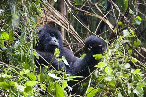 Rwanda Gorilla Safari