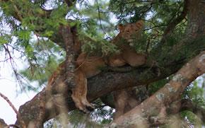 Rwanda Gorilla Safari