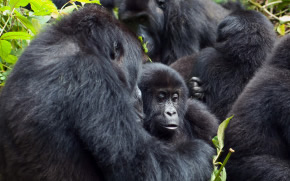 Rwanda Gorilla Safari