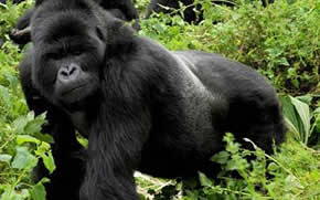 Rwanda Gorilla Safari