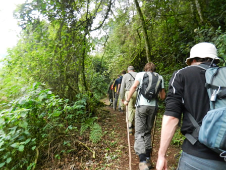 Tourists going on gorilla tracking