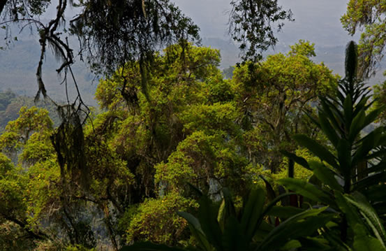 volcanoes national park rwanda