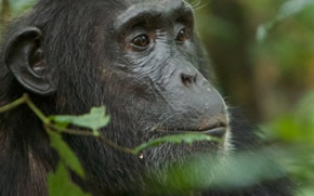 Rwanda Gorilla Safari