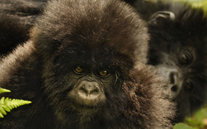 Rwanda Gorilla Safari