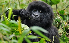 Rwanda Gorilla Safari