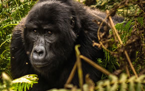 Rwanda Gorilla Safari