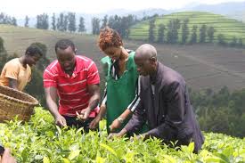 Miss Rwanda picking tea with locals