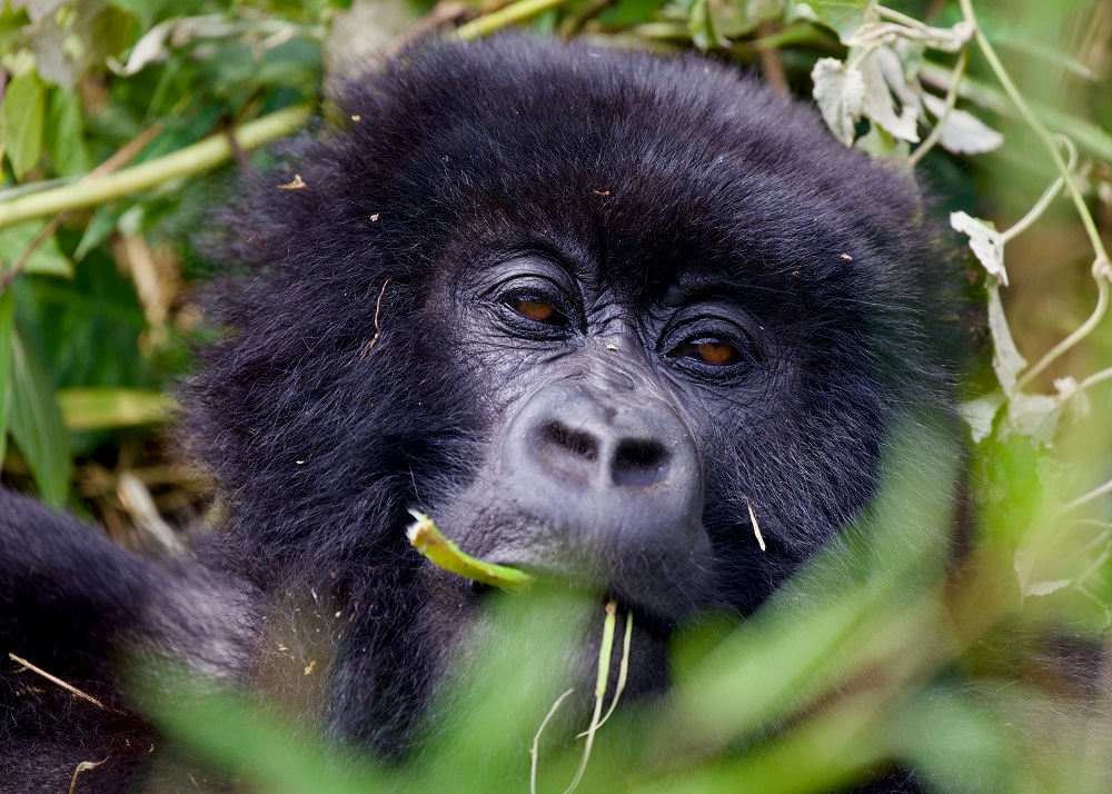 primate-tracking-in-Rwanda