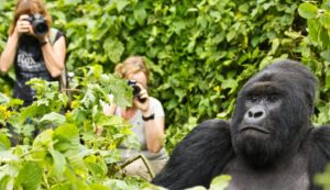 gorilla trekking photography