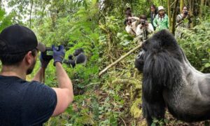 gorilla trekking photography