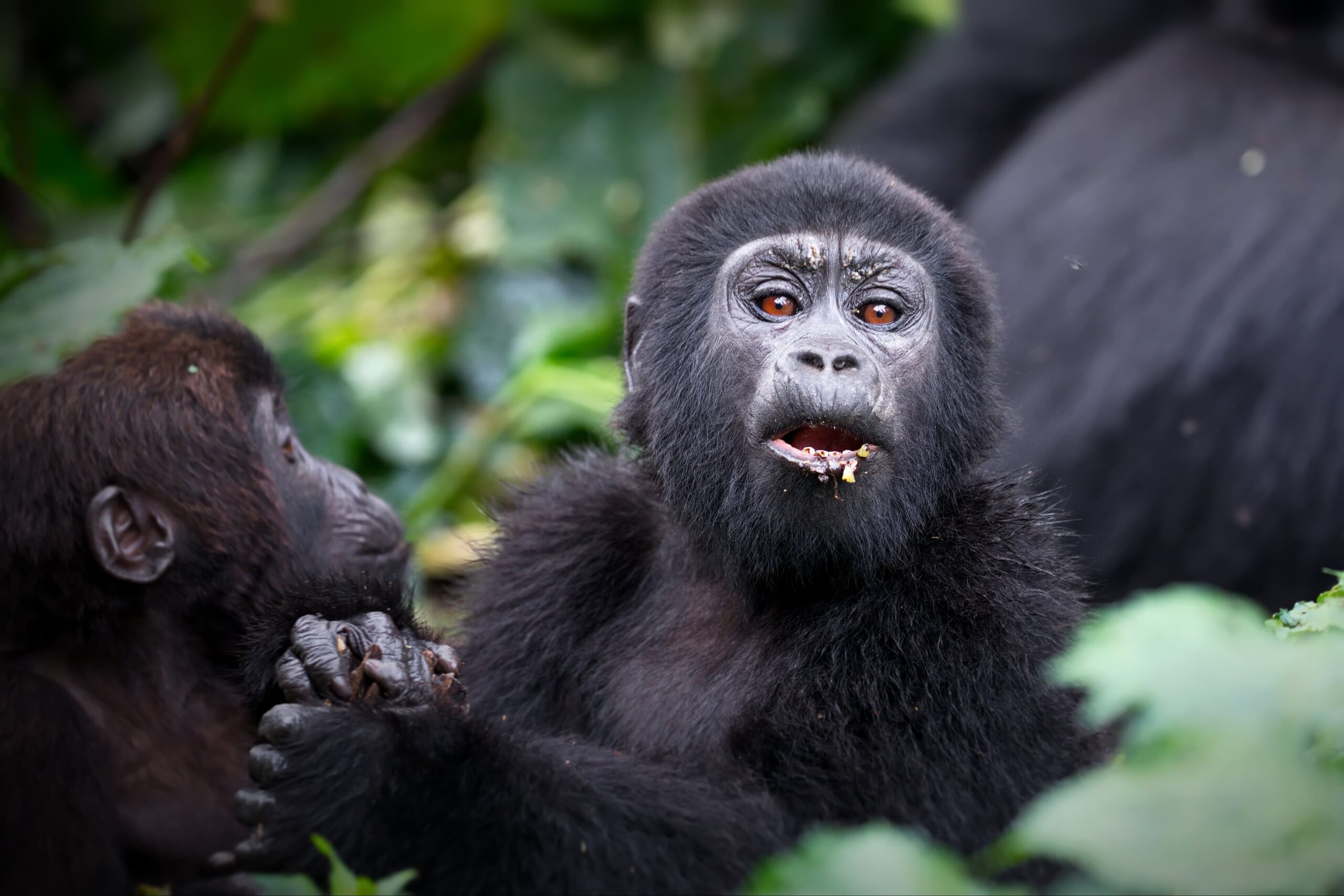 Duration of gorilla trekking