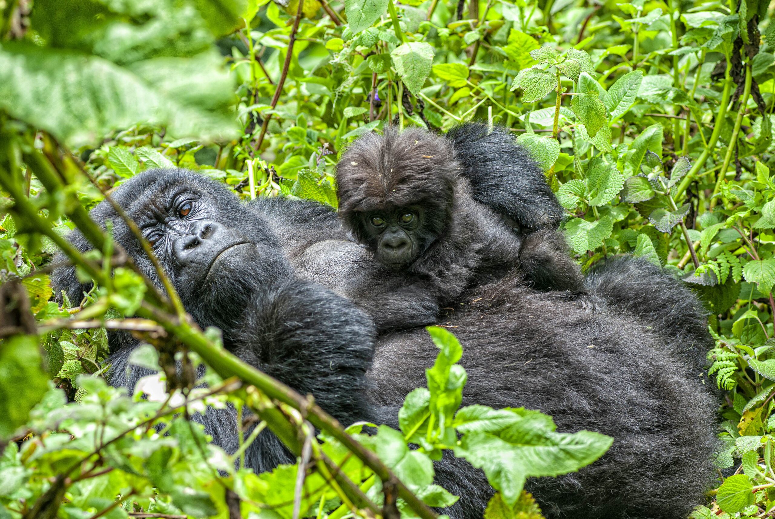 gorilla trekking in Rwanda cost