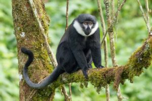 primates of Rwanda (lhoest)
