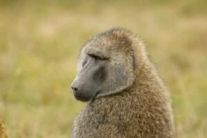 primates of Rwanda (baboons)