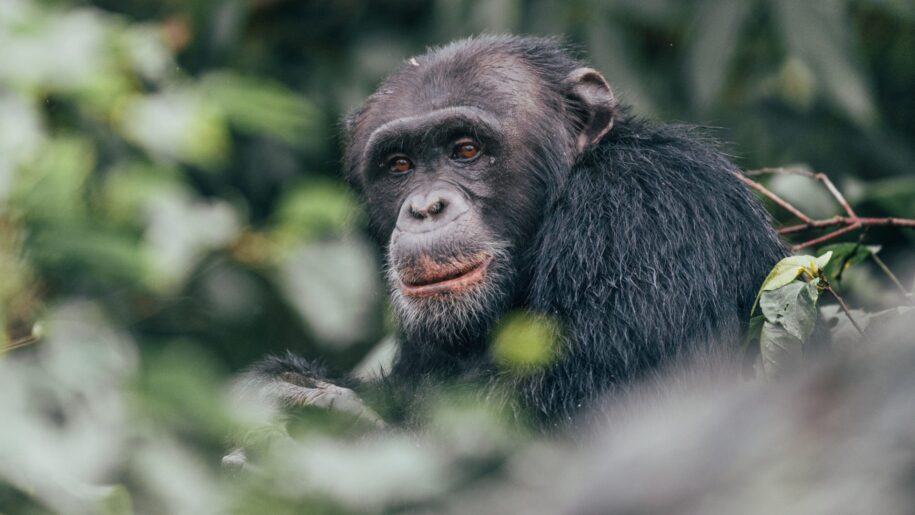 primates of Rwanda