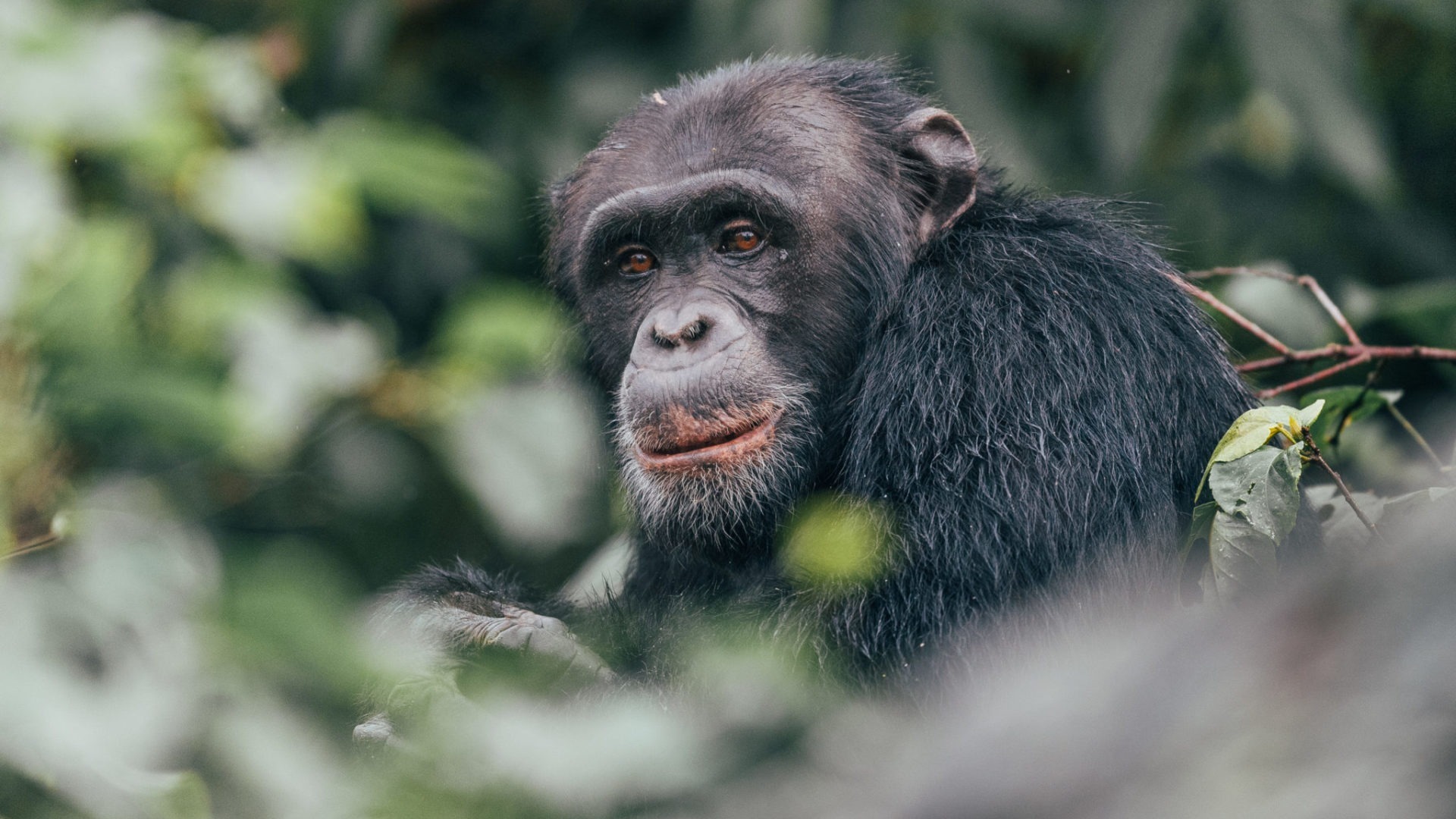 primates of Rwanda