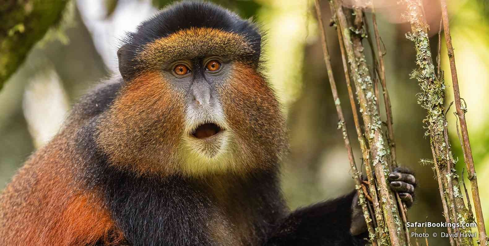 Lesser-Known Primates of Rwanda: Beyond Mountain Gorillas