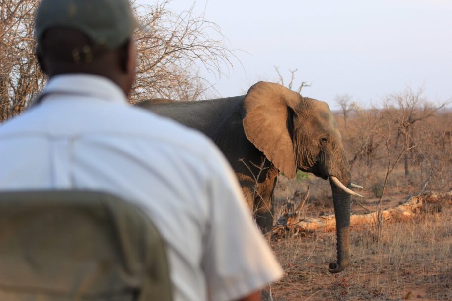 the role of rangers in gorilla conservation